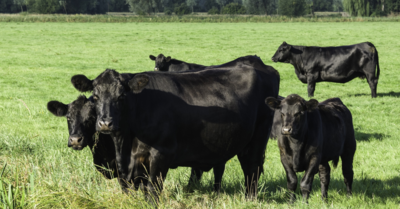 Image of black cattle in field