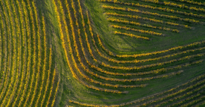 Image of vineyard from above